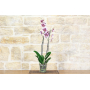 Phalaenopsis orchid - 5 different colors - rare varieties - pot 12 cm. -