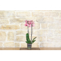 Phalaenopsis orchid - 5 different colors - rare varieties - pot 12 cm. -