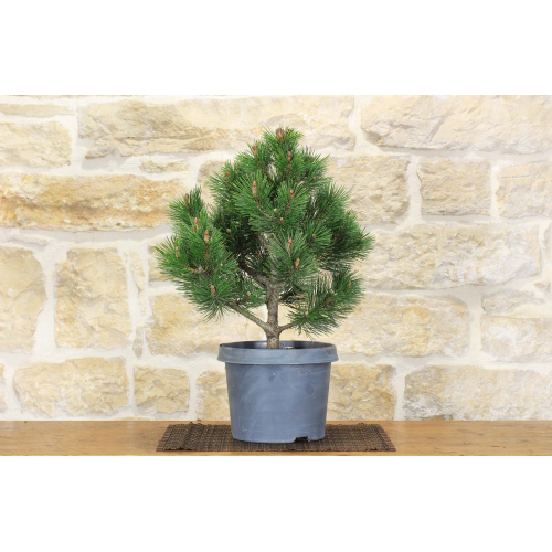 Pré bonsaï de Pin Loricato - Pinus Heldreichii "Compact Gem" (2)
