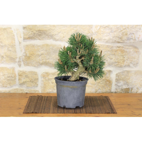 Pre Senjyumaru Black Pine bonsai (3)