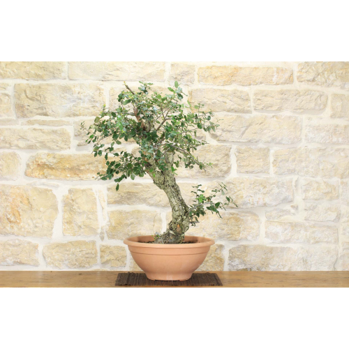 Pre yamadori Sughera bonsai (1)