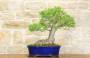 2 - Bonsai di Olmo Campestre (40)