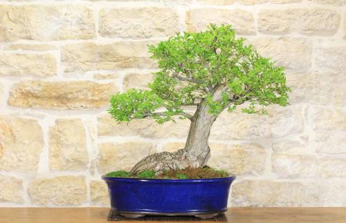 2 - Bonsai di Olmo Campestre (40)
