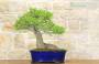 3 - Bonsai di Olmo Campestre (40)