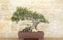 2 - Bonsai di Lentisco (59)