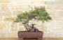 3 - Bonsai di Lentisco (59)
