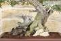 4 - Bonsai di Lentisco (59)