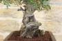 6 - Bonsai di Lentisco (59)