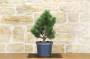 2 - Pre bonsai di Pino Loricato - Pinus Heldreichii "Compact Gem"