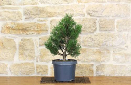 2 - Pre bonsai di Pino Loricato - Pinus Heldreichii "Compact Gem"