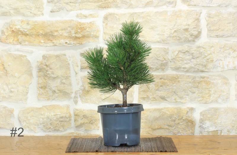 4 - Pre bonsai di Pino Loricato - Pinus Heldreichii "Compact Gem"