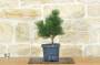 4 - Pre bonsai di Pino Loricato - Pinus Heldreichii "Compact Gem"
