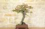 2 - Bonsai di Cercis - Albero di Giuda (62)