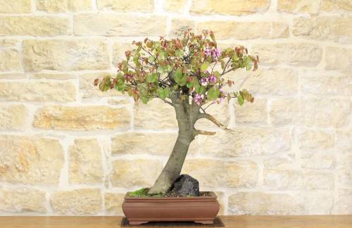2 - Bonsai di Cercis - Albero di Giuda (62)