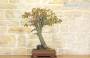 3 - Bonsai di Cercis - Albero di Giuda (62)