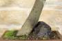 4 - Bonsai di Cercis - Albero di Giuda (62)