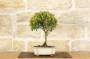 2 - Bonsai di Mirto Cinese (9)