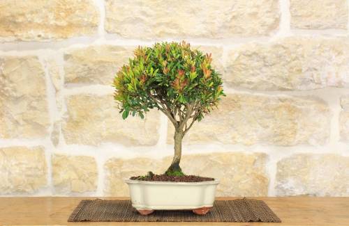2 - Bonsai di Mirto Cinese (9)