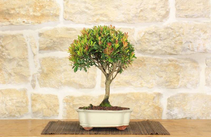 2 - Bonsai di Mirto Cinese (9)