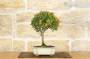 3 - Bonsai di Mirto Cinese (9)