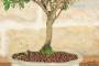 4 - Bonsai di Mirto Cinese (9)