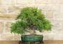 2 - Bonsai di Lentisco (61)