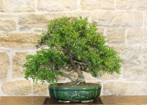 2 - Bonsai di Lentisco (61)
