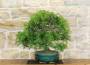 3 - Bonsai di Lentisco (61)