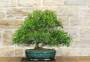 4 - Bonsai di Lentisco (61)