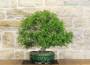 5 - Bonsai di Lentisco (61)