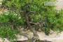 7 - Bonsai di Lentisco (61)