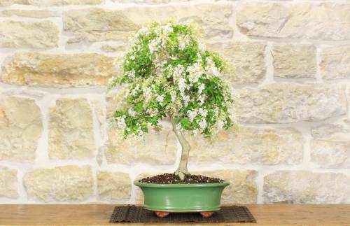 2 - Bonsai di Ligustro Ovalifolium (2)
