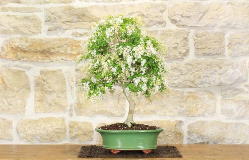 2 - Bonsai di Ligustro Ovalifolium (2)