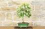 4 - Bonsai di Ligustro Ovalifolium (2)
