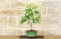 5 - Bonsai di Ligustro Ovalifolium (2)