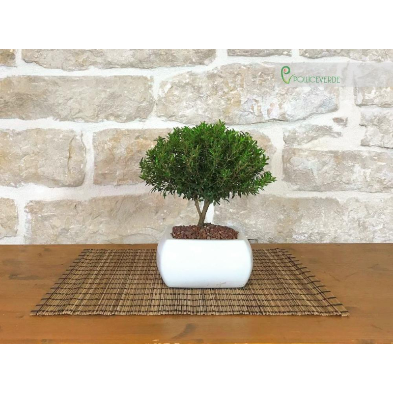 Myrtle bonsai tree in a square white pot