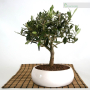 Olive tree bonsai in low bowl