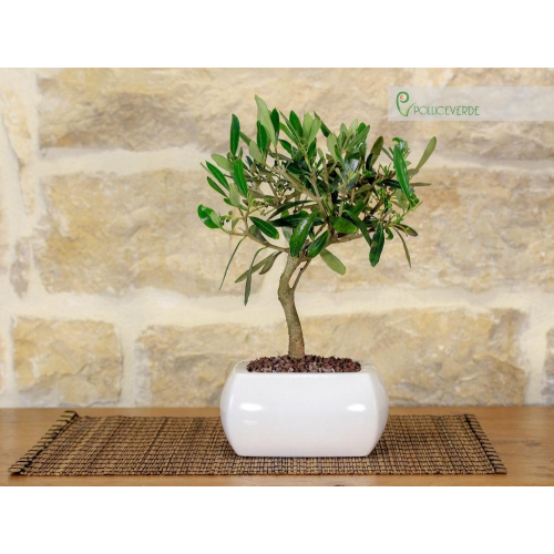 Oliven-Bonsai-Baum im weißen quadratischen Topf