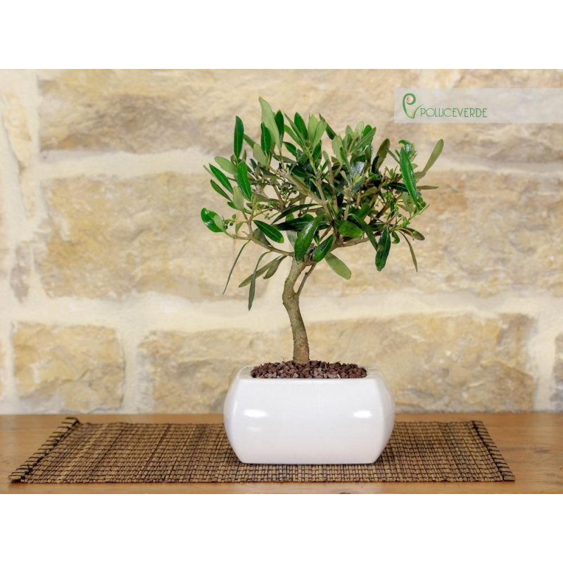 Olive Bonsai tree in a square white pot