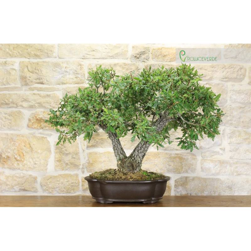 Flaumeichen-Bonsai (22) | 945,00  | Pollice Verde