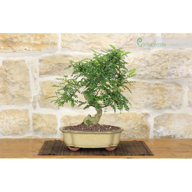 Pepper Bonsai (78) | 140.00 | Pollice Verde
