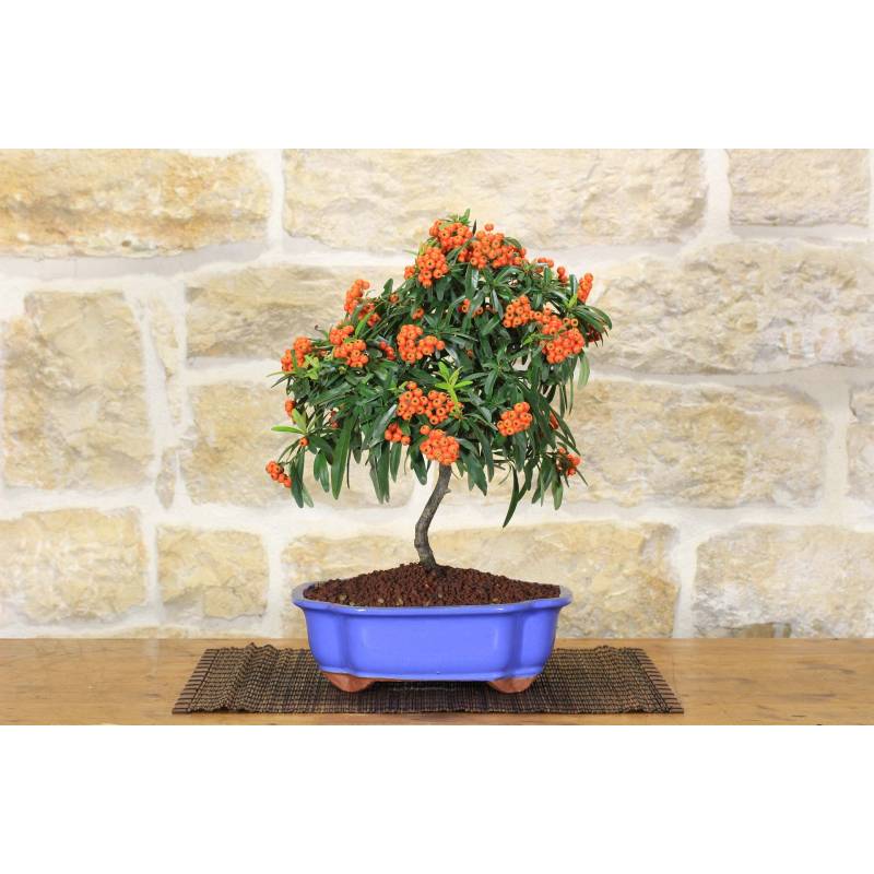 Pyracantha Bonsai in einem wolkenblauen Topf - orange Beeren | 50,00  |  Pollice Verde