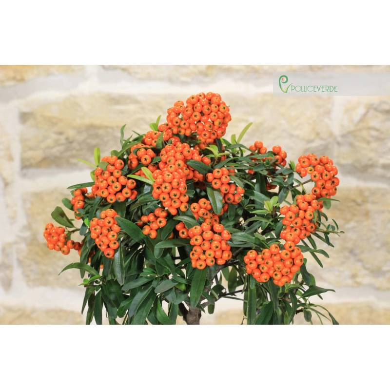 Pyracantha Bonsai in einem wolkenblauen Topf - orange Beeren | 50,00  |  Pollice Verde