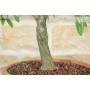6 - Pre bonsai yamadori di Mandorlo (2)