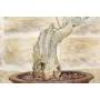 6 - Bonsai di Glicine (24)