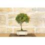 3 - Bonsai di Mirto Cinese (9)
