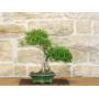2 - Bonsai di Serissa (1)