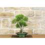 3 - Bonsai di Serissa (1)