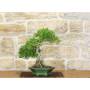 4 - Bonsai di Serissa (1)