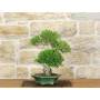 5 - Bonsai di Serissa (1)